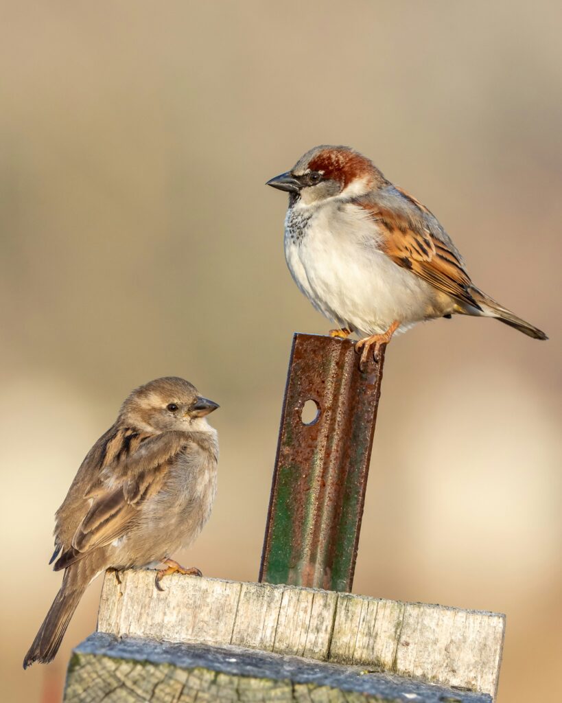 日本で楽しむ野鳥観察の魅力と鳥の鳴き声を聞き分けるコツ